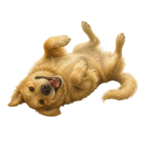 A happy dog lying on its back
